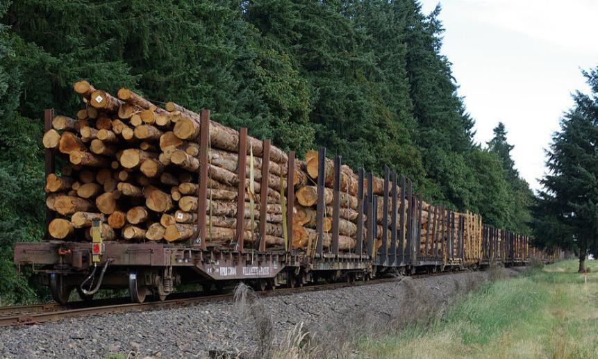 Архангельских лесопромышленников новые правила экспорта леса не коснулись.
