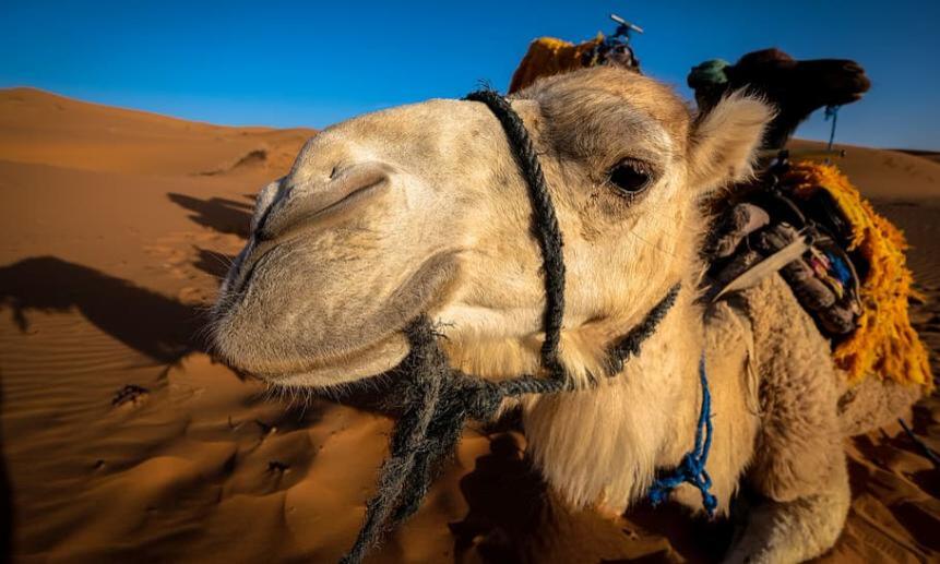 В ОАЭ выбрали самых красивых верблюдов. Не обошлось без скандала.